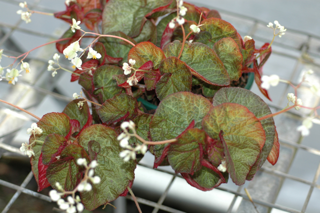 B. (thelmae x solimutata)